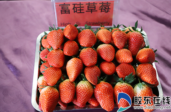现场展出的富硅草莓